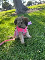 Lost Female Dog last seen APT 24, Long Beach, CA 90805