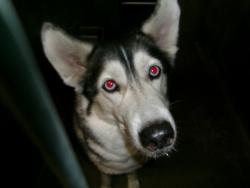 Shelter Stray Female Dog last seen , 14409 Vanowen St, Van Nuys, CA 91405, USA