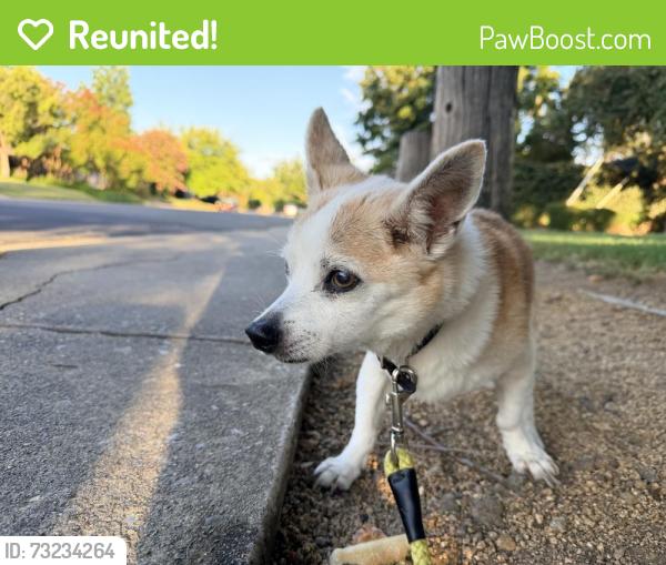 Reunited Male Dog last seen Gibbons Park, Carmichael, CA 95608