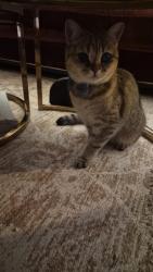 Reunited Male Cat last seen Bamford Way, , England OL11