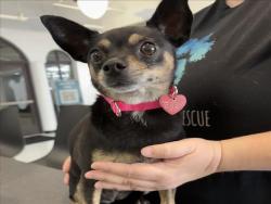 Shelter Stray Female Dog last seen , 14409 Vanowen St, Van Nuys, CA 91405, USA