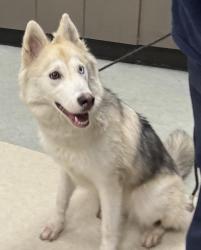 Shelter Stray Female Dog last seen , 14409 Vanowen St, Van Nuys, CA 91405, USA