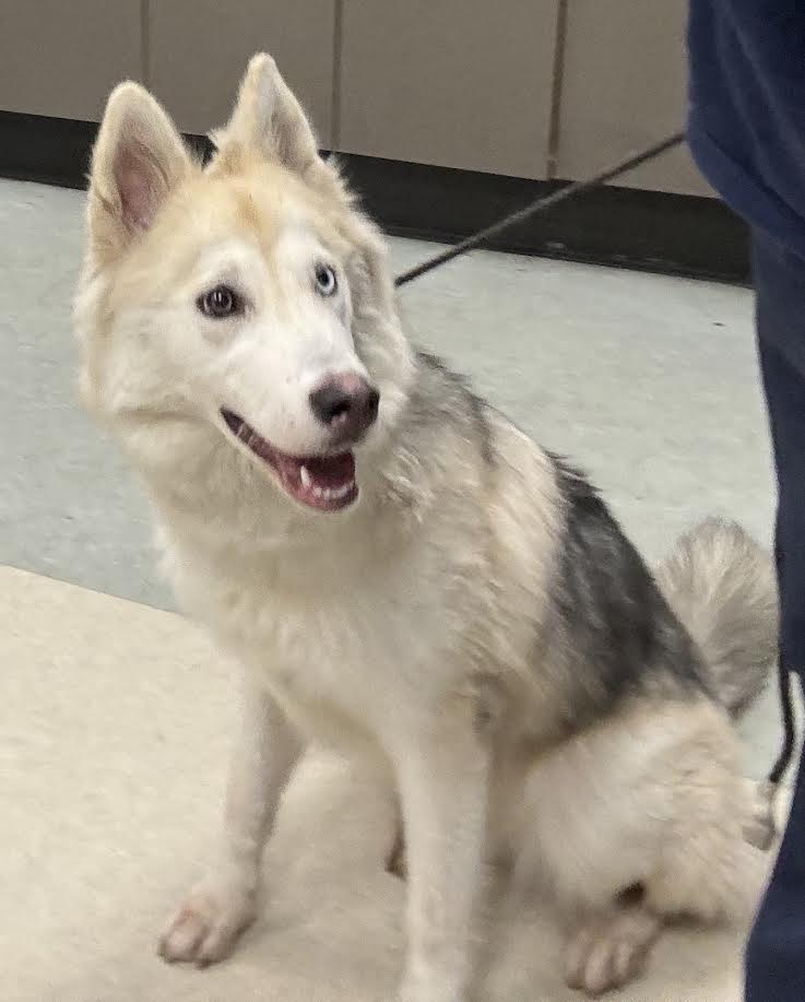 Shelter Stray Female Dog last seen , 14409 Vanowen St, Van Nuys, CA 91405, USA