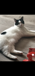Reunited Female Cat last seen Carrol Ave, Bridgeport, CT 06608
