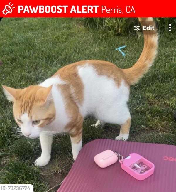 Lost Male Cat last seen 6th street and 7th street, Perris, CA 92570