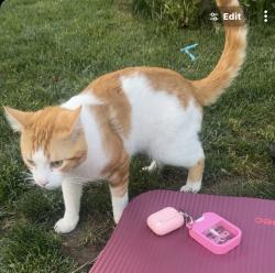 Lost Male Cat last seen 6th street and 7th street, Perris, CA 92570