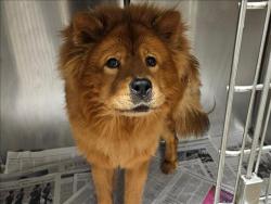 Shelter Stray Unknown Dog last seen , 14409 Vanowen St, Van Nuys, CA 91405, USA