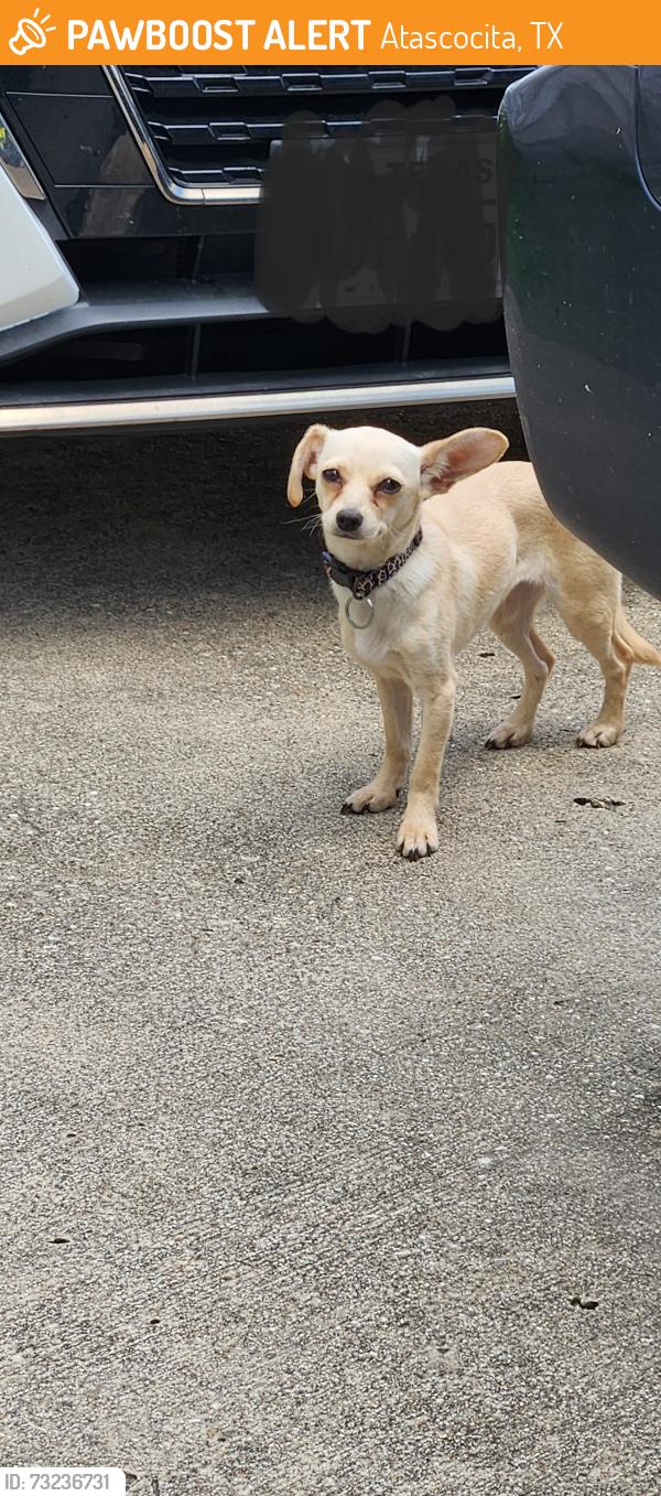 Found/Stray Unknown Dog last seen Atasca Woods, Atascocita, TX 77346