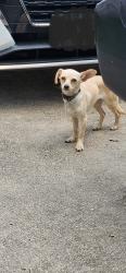 Found/Stray Unknown Dog last seen Atasca Woods, Atascocita, TX 77346