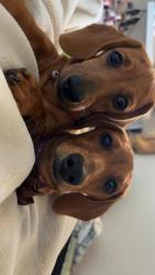 Lost Female Dog last seen Chula bista, Chula Vista, CA 91910