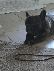 Reunited Male Dog last seen Spanos, Stockton, CA 95209