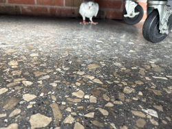 Found/Stray Unknown Bird last seen 6 mile and haggerty, Northville, MI 48168