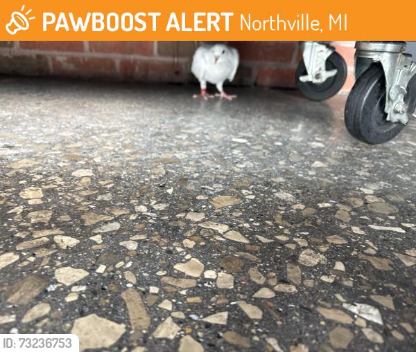 Found/Stray Unknown Bird last seen 6 mile and haggerty, Northville, MI 48168