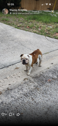 Lost Male Dog last seen Coquina key, St. Petersburg, FL 33705