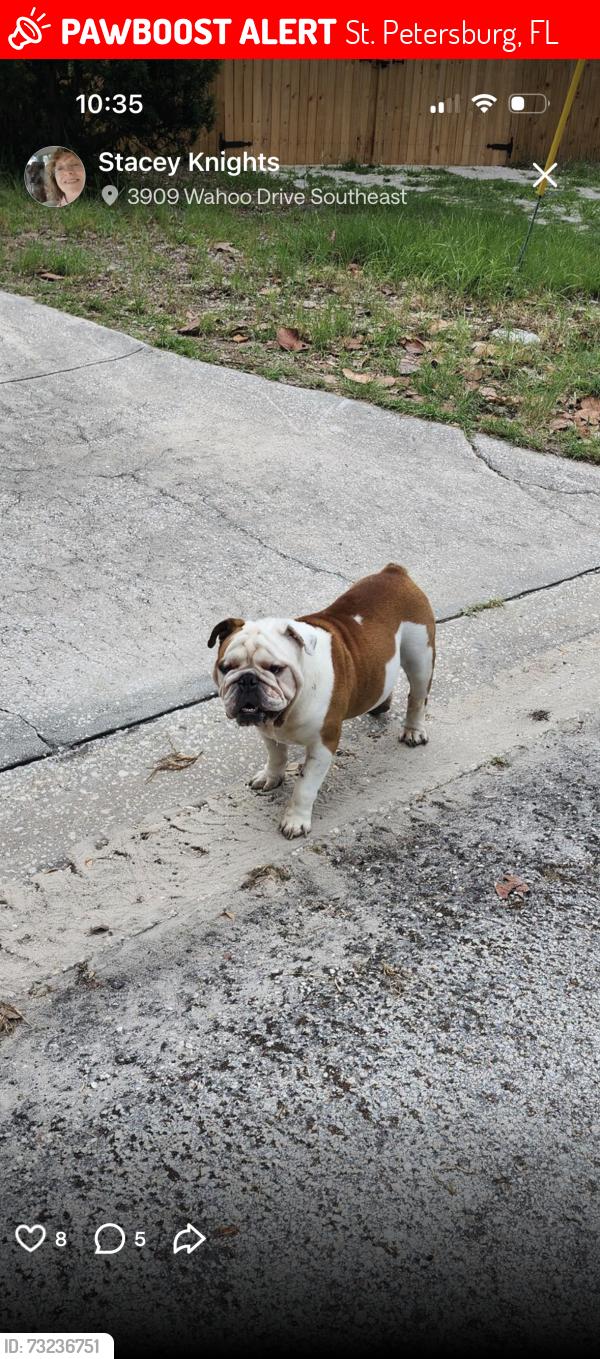Lost Male Dog last seen Coquina key, St. Petersburg, FL 33705