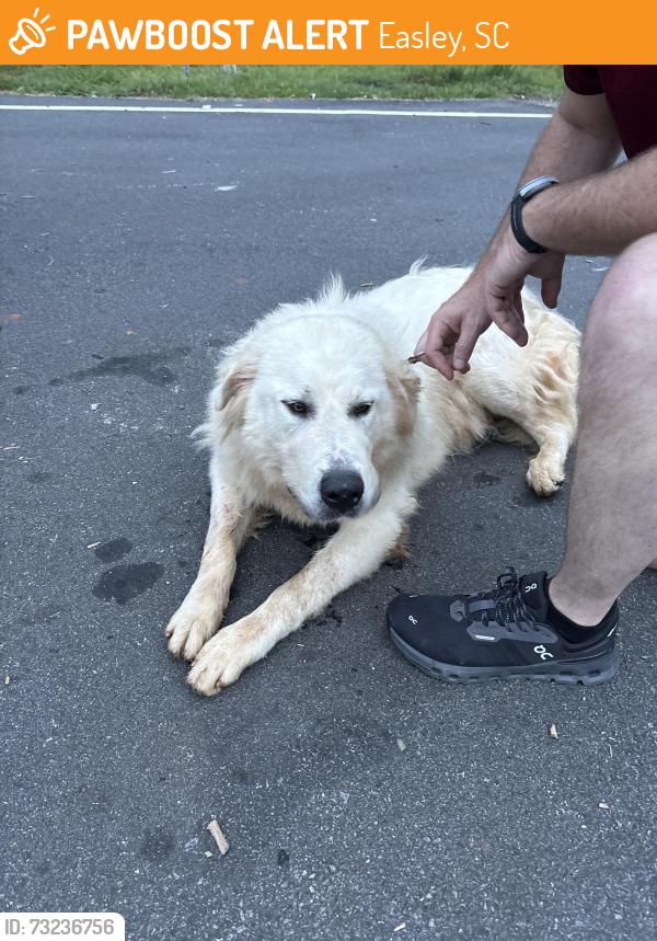 Found/Stray Male Dog last seen Vinland school road, Easley, SC 29640