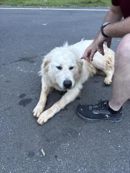 Found/Stray Male Dog last seen Vinland school road, Easley, SC 29640
