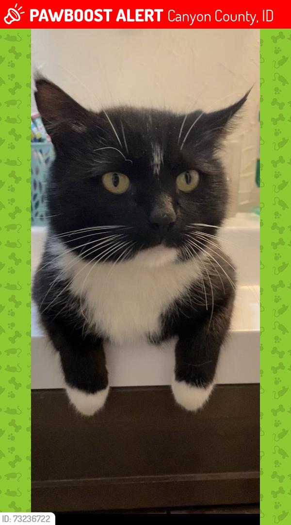 Lost Male Cat last seen Highway 18 and Vermont, Canyon County, ID 83660