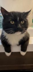 Lost Male Cat last seen Highway 18 and Vermont, Canyon County, ID 83660