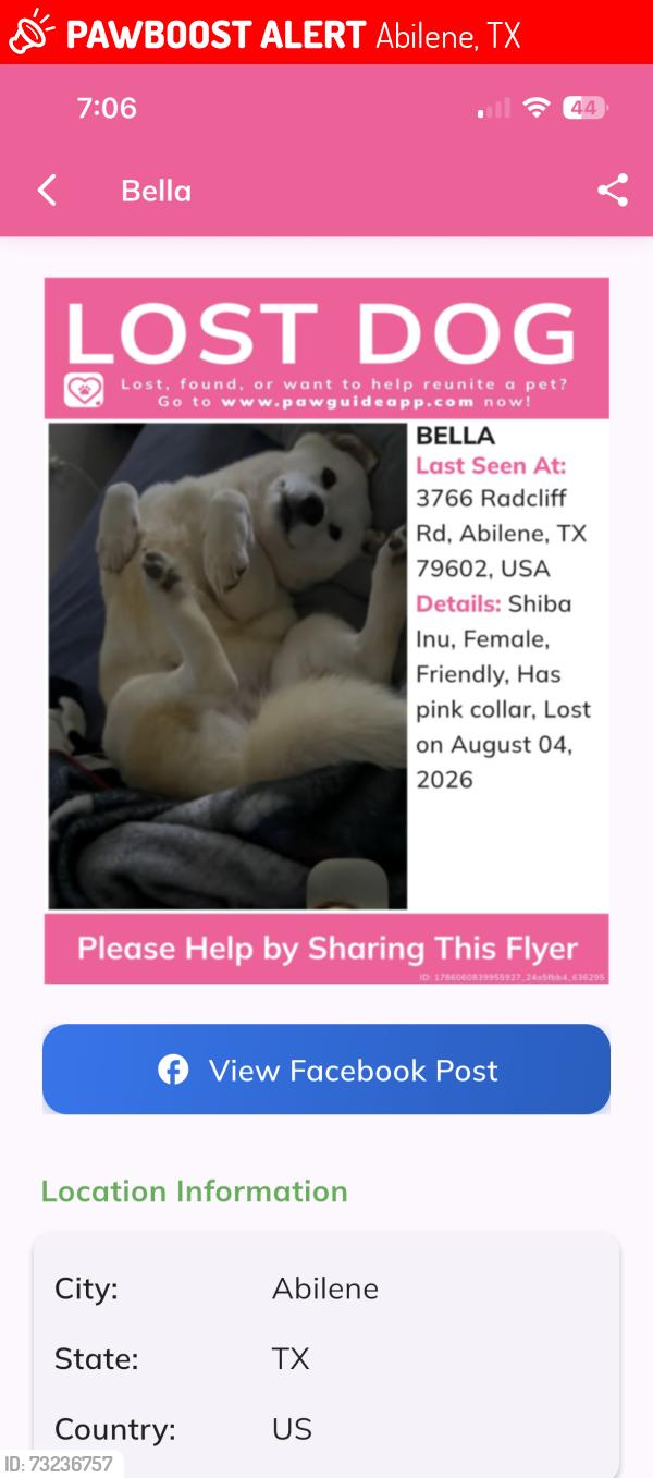 Lost Female Dog last seen Baylor street, Abilene, TX 79602