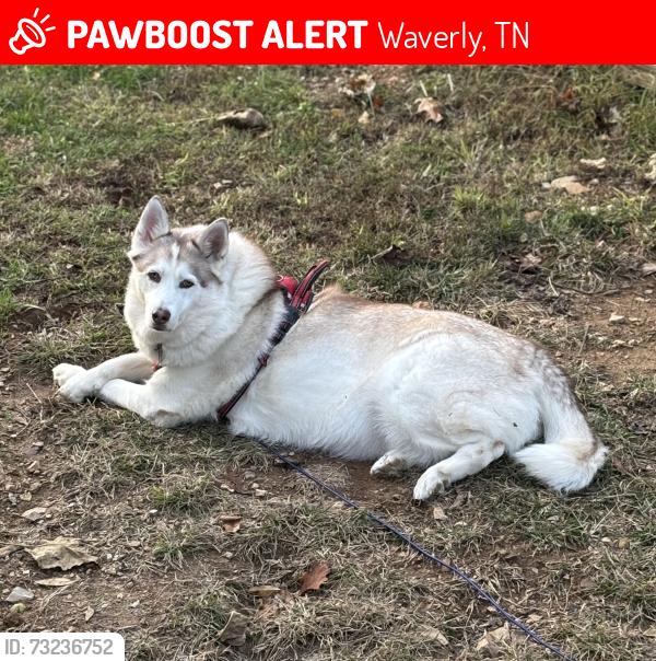 Lost Female Dog last seen Swift St by Damo,s Pizza, Waverly, TN 37185