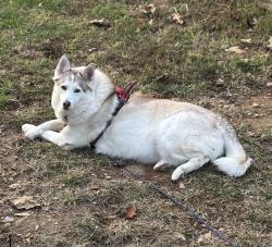 Lost Female Dog last seen Swift St by Damo,s Pizza, Waverly, TN 37185