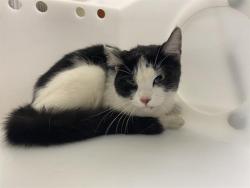 Shelter Stray Female Cat last seen Near BLOCK N 75TH ST, 3839 W Burnham St, West Milwaukee, WI 53215, USA