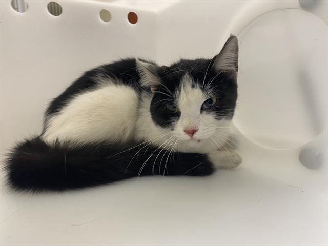 Shelter Stray Female Cat last seen Near BLOCK N 75TH ST, 3839 W Burnham St, West Milwaukee, WI 53215, USA