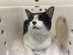 Shelter Stray Male Cat last seen Near BLOCK N 46TH ST, 3839 W Burnham St, West Milwaukee, WI 53215, USA