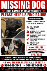 Reunited Male Dog last seen 10 mile and Gratiot, Eastpointe, MI 48066