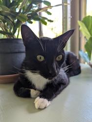 Reunited Unknown Cat last seen Lynn Road & Fernhill Ave, Thousand Oaks, CA 91320