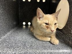 Shelter Stray Female Cat last seen Near BLOCK RENO VISTA DR, RENO NV 89512, 2825 Longley Ln Suite A, Reno, NV 89502, USA