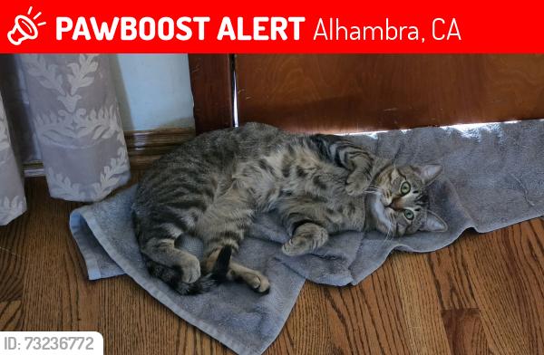 Lost Male Cat last seen 7th and San Marino, Alhambra, CA 91801