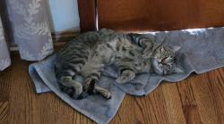 Lost Male Cat last seen 7th and San Marino, Alhambra, CA 91801