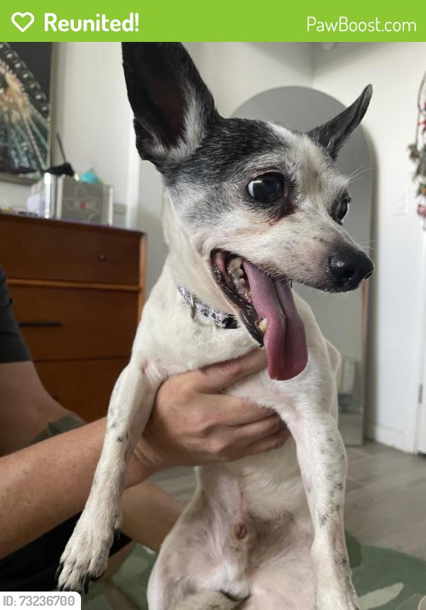Reunited Male Dog last seen Hickory Ridge Dr, El Lago, TX 77586, USA, El Lago, TX 77586