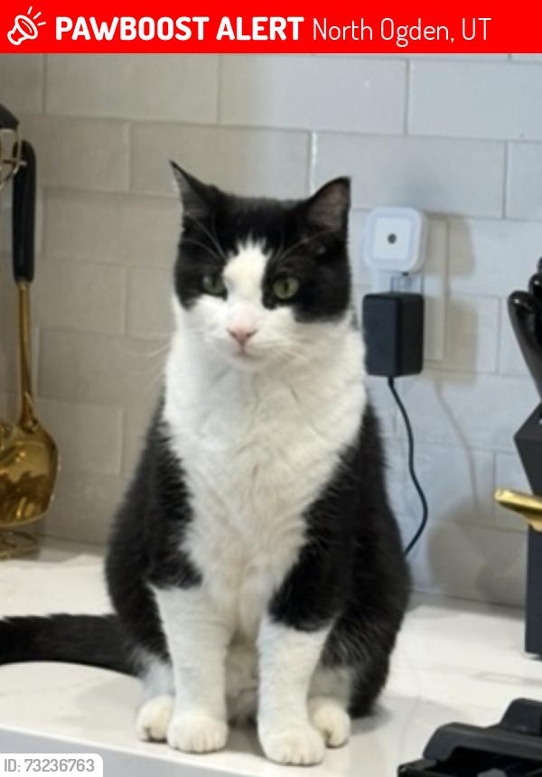 Lost Male Cat last seen Near N 100 E No. Ogden, North Ogden, UT 84414