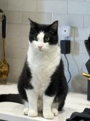 Lost Male Cat last seen Near N 100 E No. Ogden, North Ogden, UT 84414