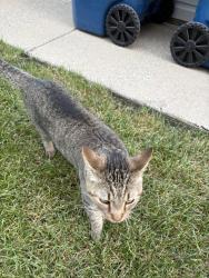 Found/Stray Unknown Cat last seen Near oakbrooke ln / next to red trash can and along the side of the creek, Howell, MI 48843