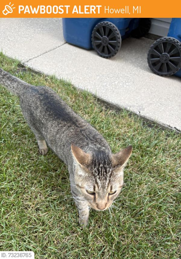 Found/Stray Unknown Cat last seen Near oakbrooke ln / next to red trash can and along the side of the creek, Howell, MI 48843