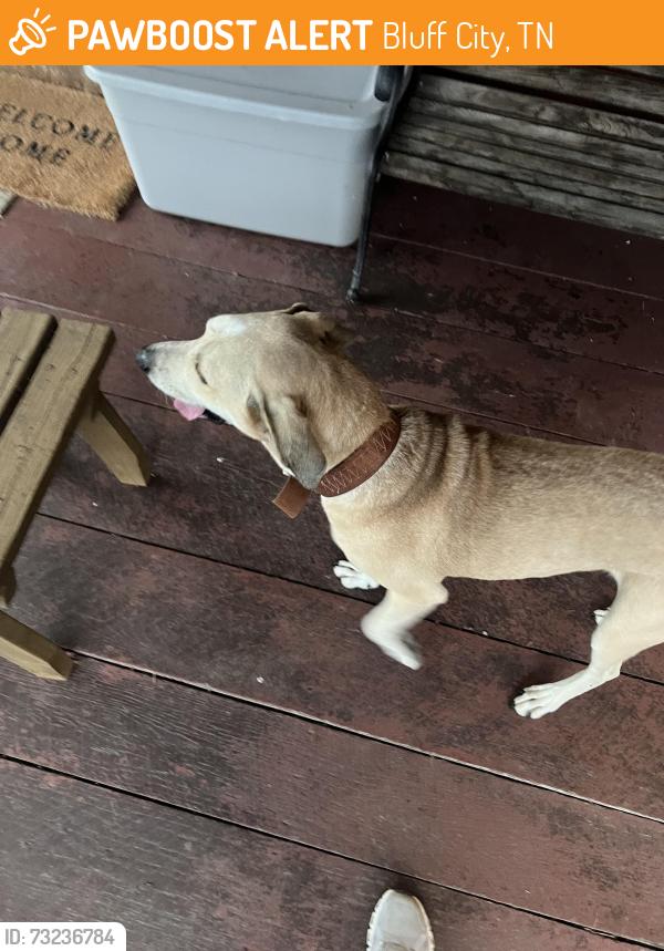 Found/Stray Male Dog last seen Near Tate road, Bluff City, TN 37618
