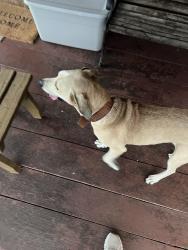 Found/Stray Male Dog last seen Near Tate road, Bluff City, TN 37618