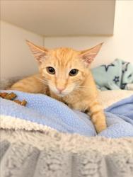 Shelter Stray Female Cat last seen ROCHELLE, 16 Barnes Ct, Hayward, CA 94544, USA