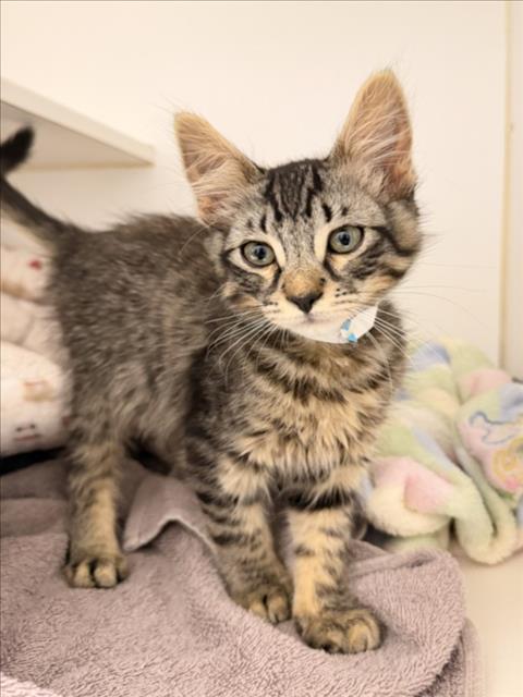 Shelter Stray Male Cat last seen LINDHURST, 16 Barnes Ct, Hayward, CA 94544, USA