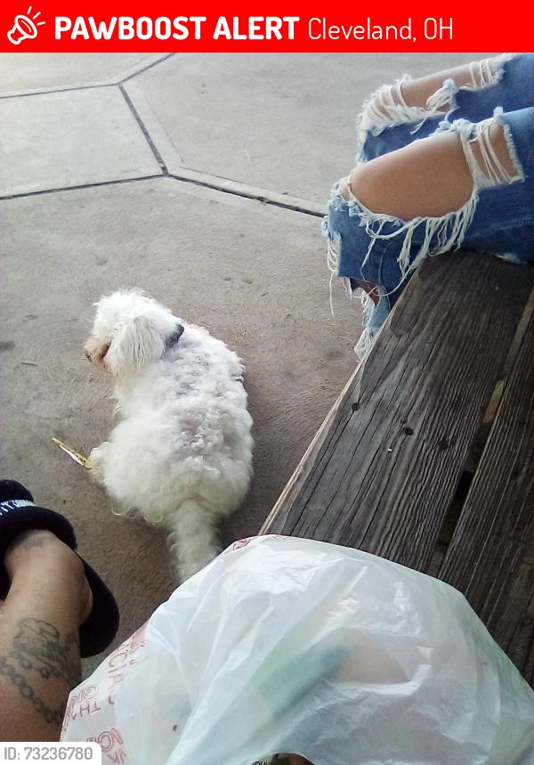 Lost Female Dog last seen Benham, Cleveland, OH 44105