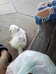 Lost Female Dog last seen Benham, Cleveland, OH 44105