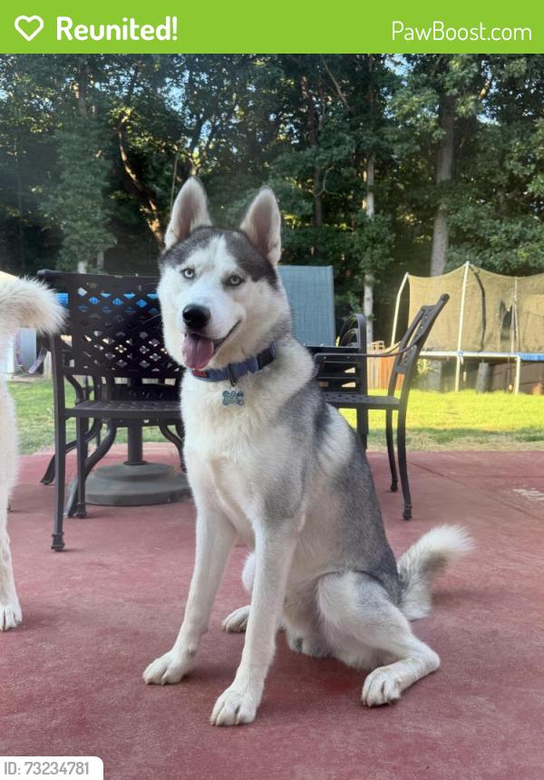 Reunited Male Dog last seen Amberleigh Trace & Overlook Ridge Ln, Gainesville, GA 30507