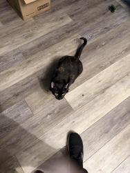 Reunited Female Cat last seen Us 19, Port Richey, FL 34653