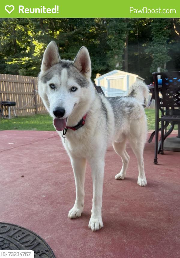 Reunited Male Dog last seen Amberleigh Trace & Overlook Ridge Ln, Gainesville, GA 30507