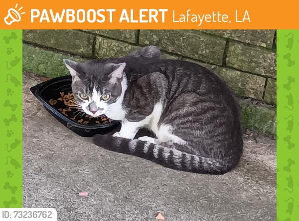 Found/Stray Unknown Cat last seen Near SLCC campus, Lafayette, LA 70506