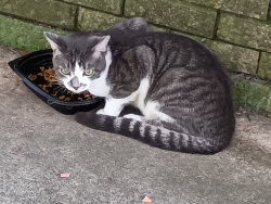Found/Stray Unknown Cat last seen Near SLCC campus, Lafayette, LA 70506